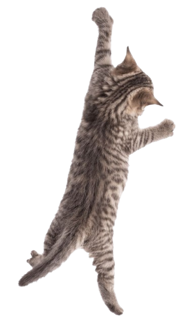 kitkat cat